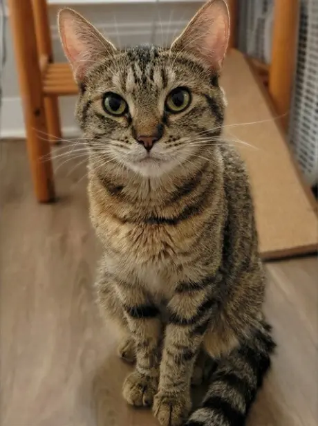 TIGGER