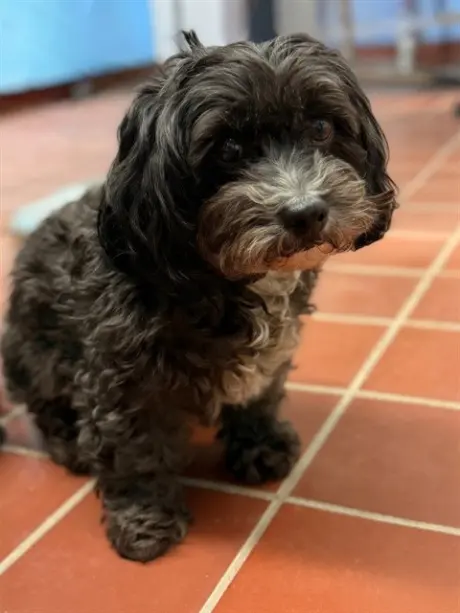 TOBY