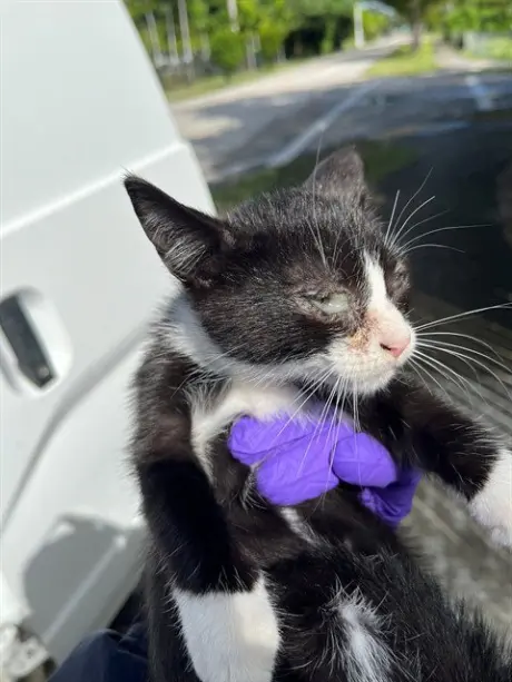 OREO