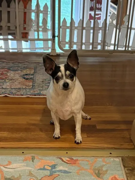 Gracie ** Courtesy Post