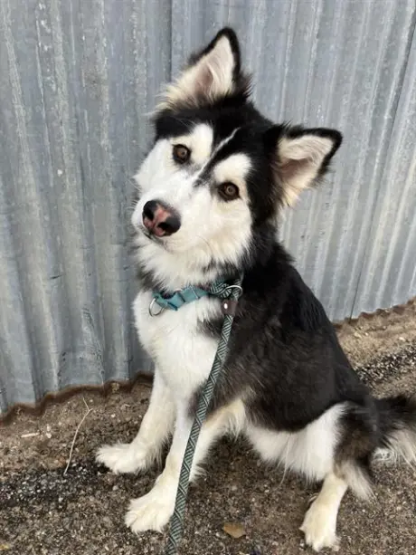AXEL