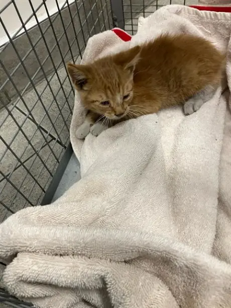 KITTEN