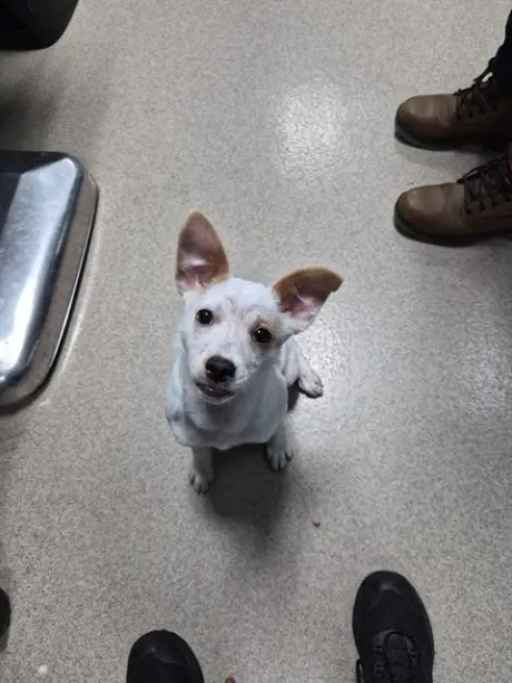 WINNIE