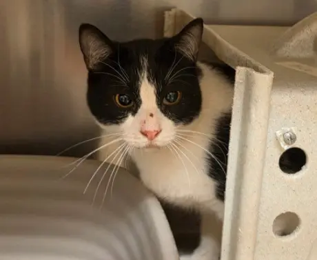 TNR