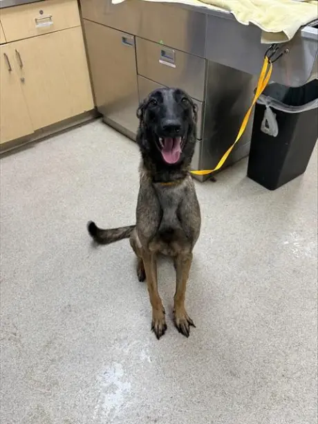 ZIVA