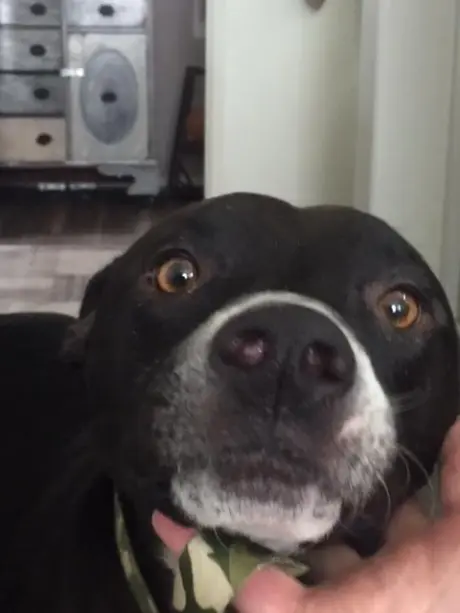 BUDDY