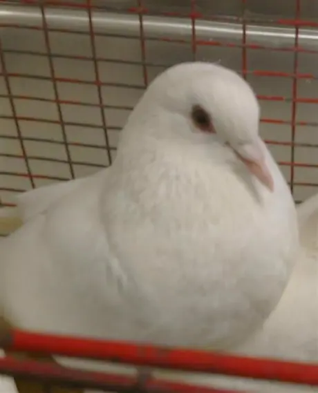 SKIPPER