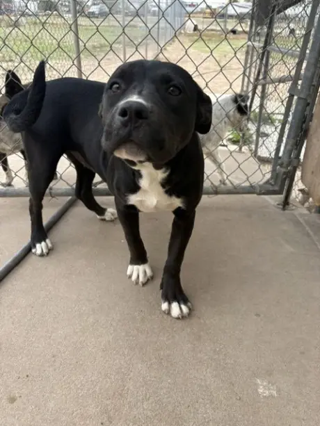 Leila