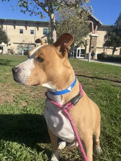 TIE