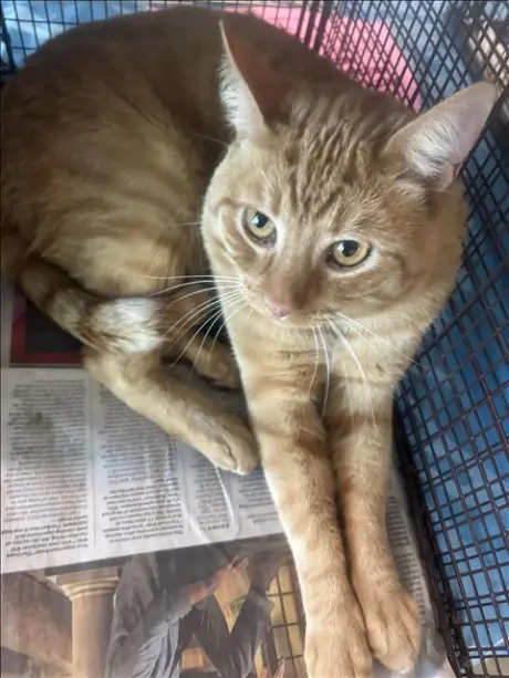 LEO