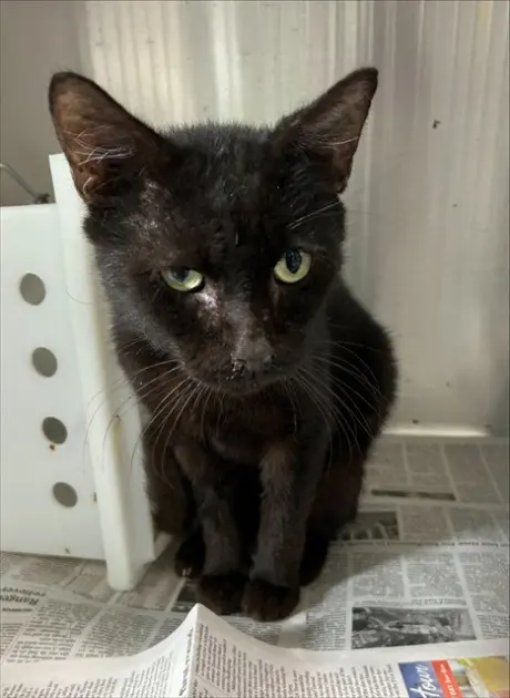 CATRICK SWAYZE