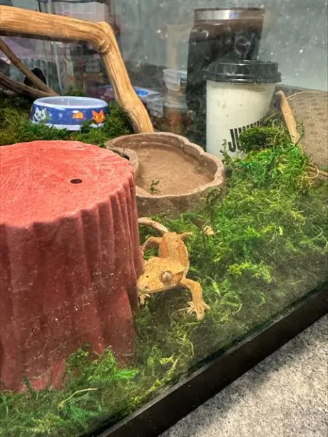 PEANUT