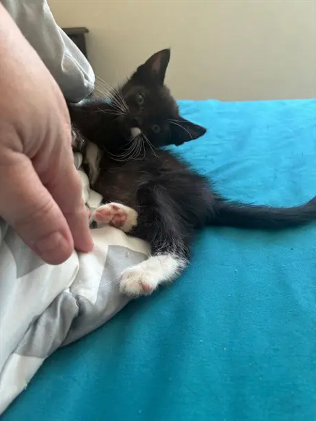 GERBER