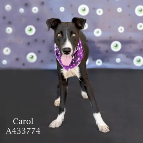 CAROL