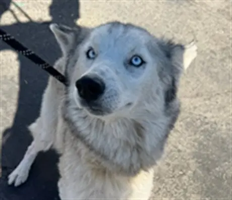 KODA