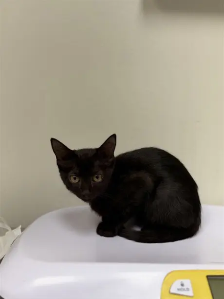EBONY