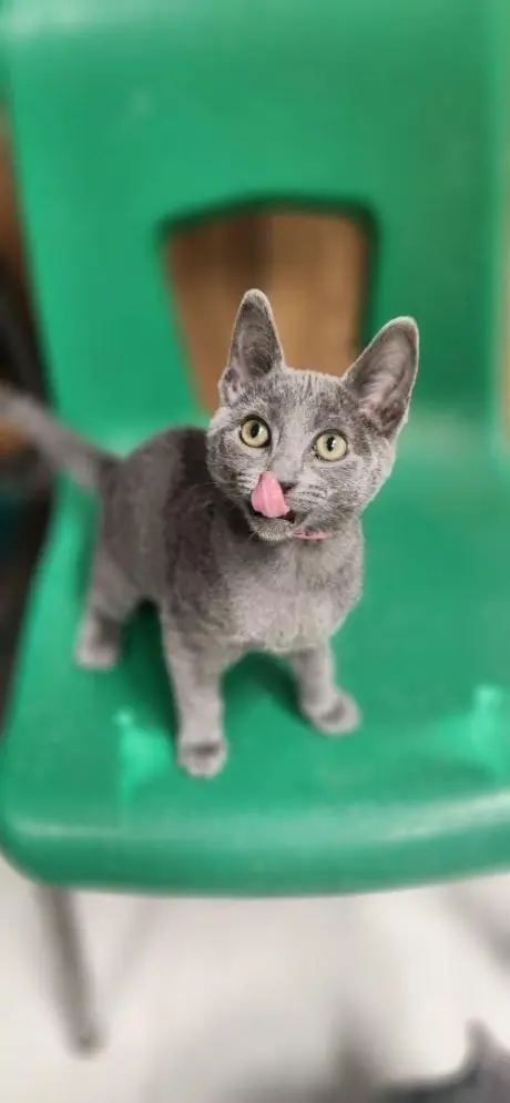 Kitten 28112 (Bubbles)