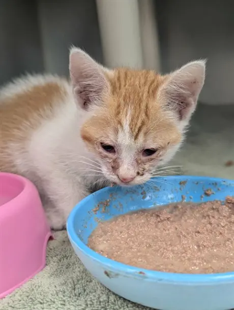 GINGER