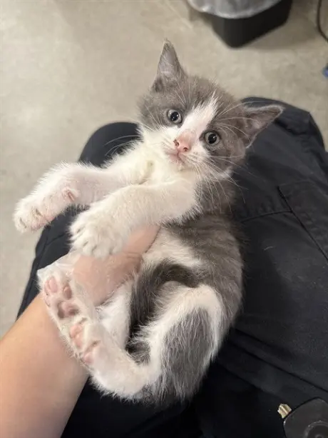 ELLA