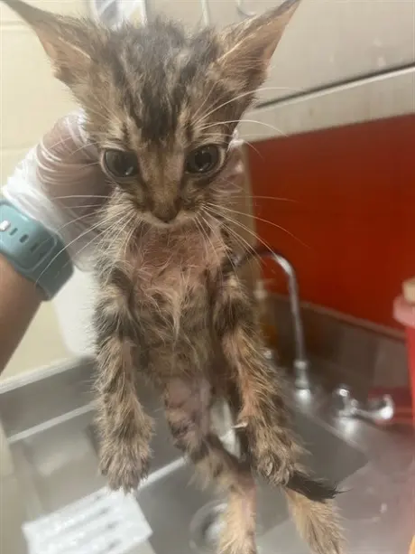 KITTEN 2