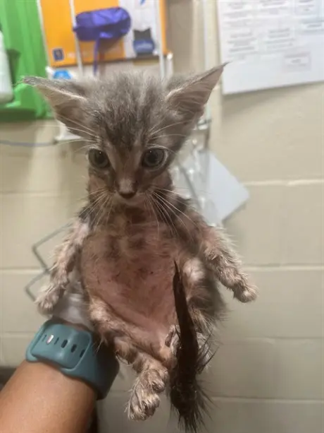 KITTEN 1