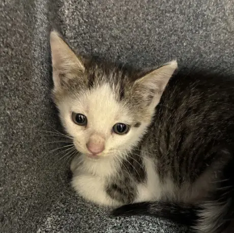 TETRA