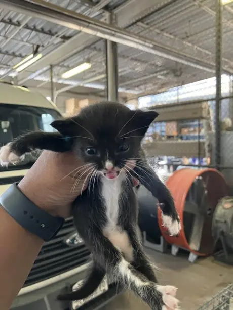 PIPER