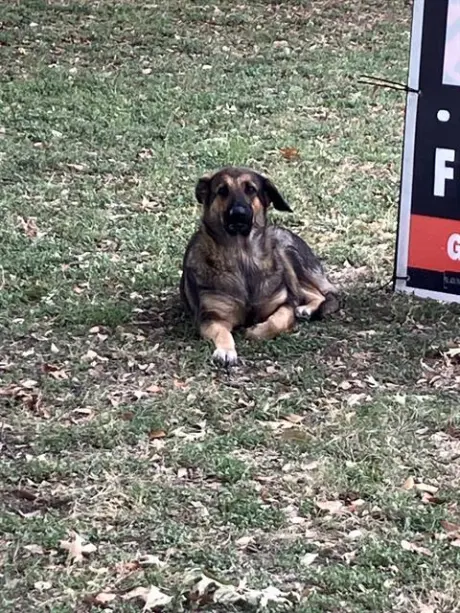 GINA