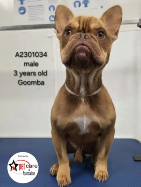 GOOMBA