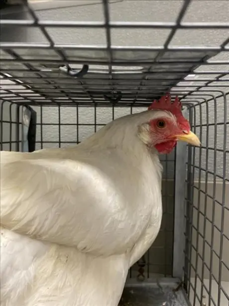 *SOPHIA
