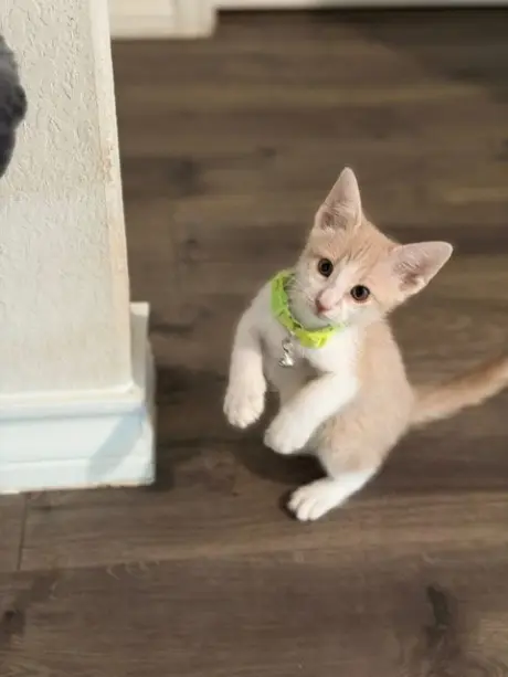 Luca