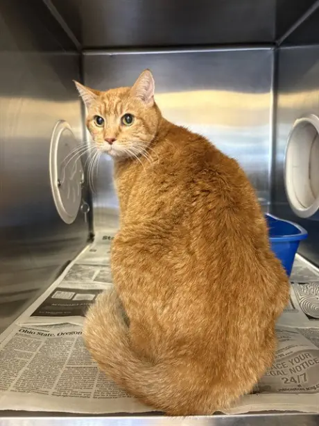 ORANGE KITTY