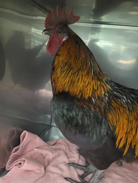 CLUCK*