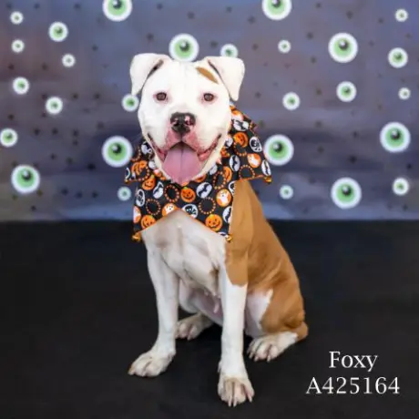 FOXY