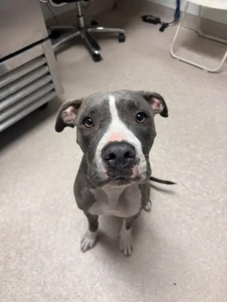 NOVA