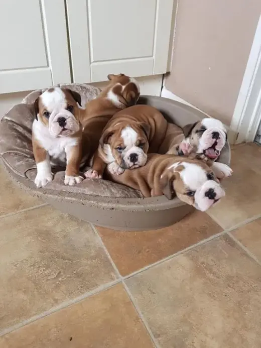 Cachorros de bulldog inglés