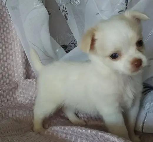 cachorros chihuahua de raza pura