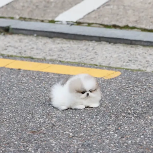Adorable Cachorro Pomerania en Venta