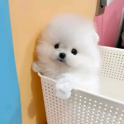 Pomeranian puppies