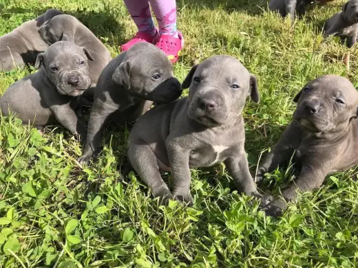 Adorables Cachorros Pitbull Azules en Venta