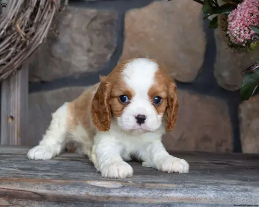 ***Teddy*** Cavalier King Charles Spaniel cachorro Macho 65669*LISTO**