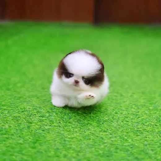 Adorable Cachorro Miniatura en Venta