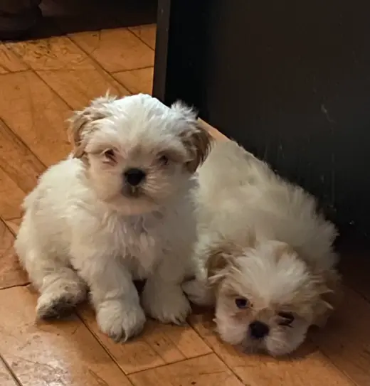 Only 2 male white Shih tzu puppies left born on February 3