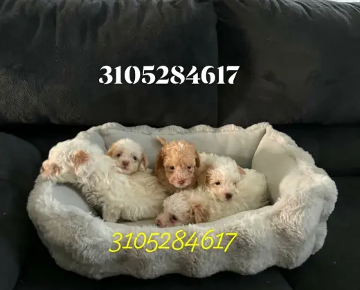 Beautiful puppies