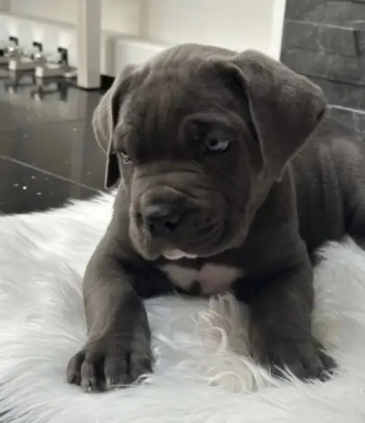 Adorable Cachorro Cane Corso en Venta