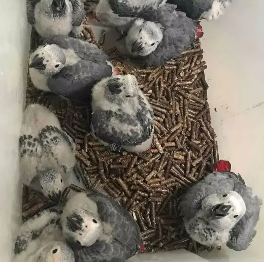 Se venden loros yacos (gris africano) parlantes (machos y hembras)