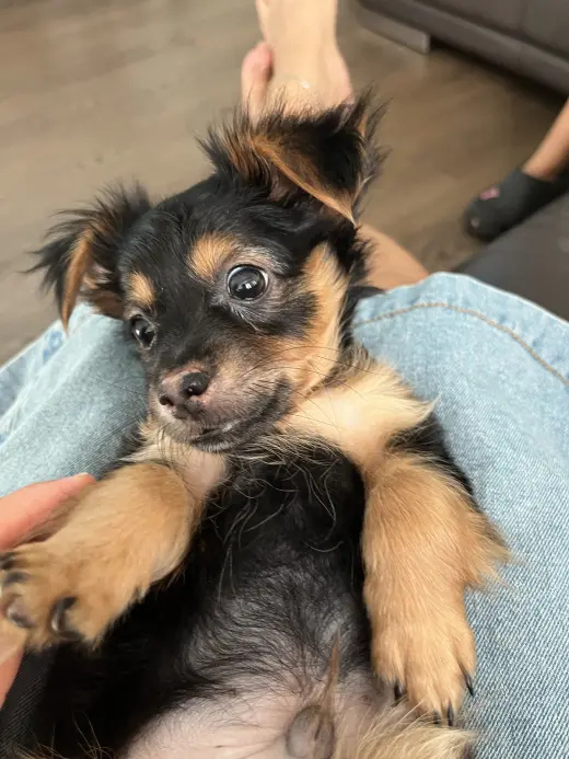 Adorable Perro Pequeño en venta