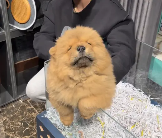 Male Chow Chow Puppy for Sale