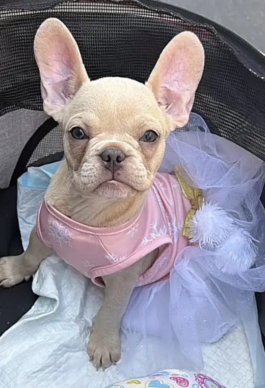Se venden frenchies con bulldog tengo hembras y machos a buen precio mandar msj