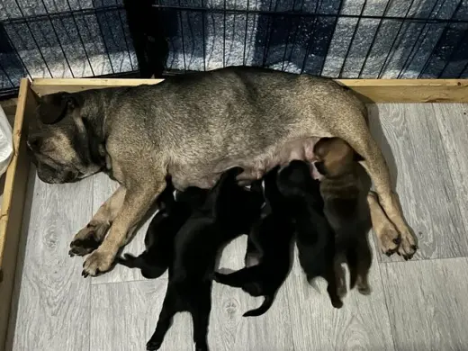 Cachorros cruce de bulldog francés y springer spaniel, gratis